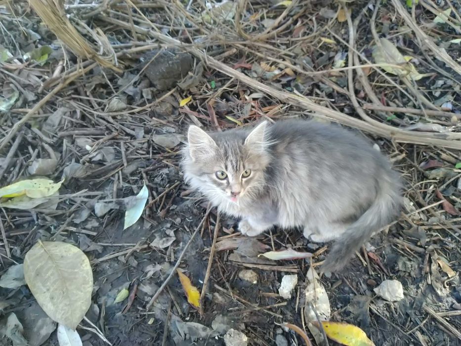 Шест пухкави малчугана търсят домашен уют и любящи стопани