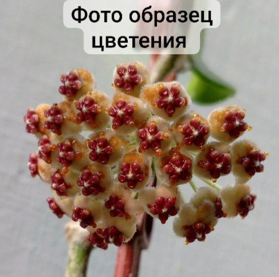 Хойя Керри(Hoya Kerrii) в наррде Зелёное сердце. Экзотическое растение