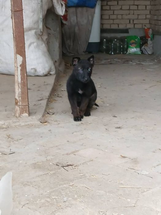 малиня тозза кон