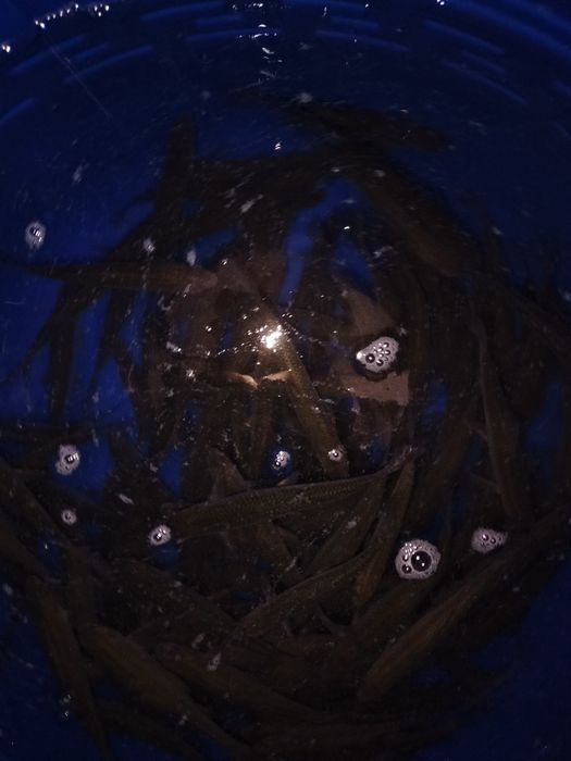 Живец , малёк, плотва