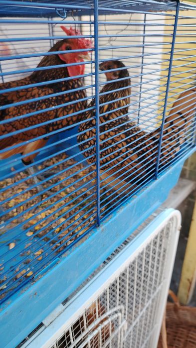 Găini sebright cauta căsuță noua