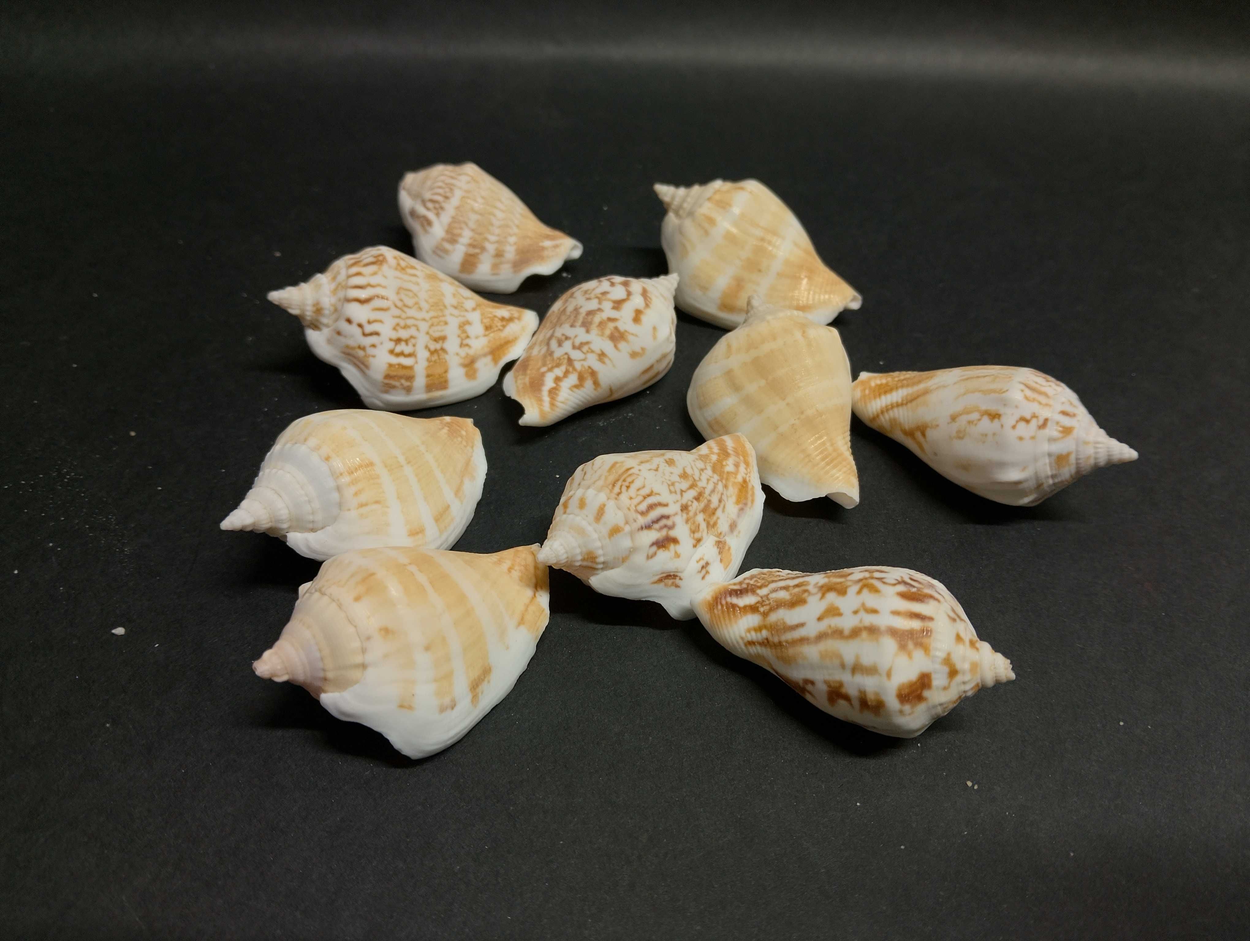Морски раковини, миди, рапанчета