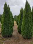 Plante Ornamentale