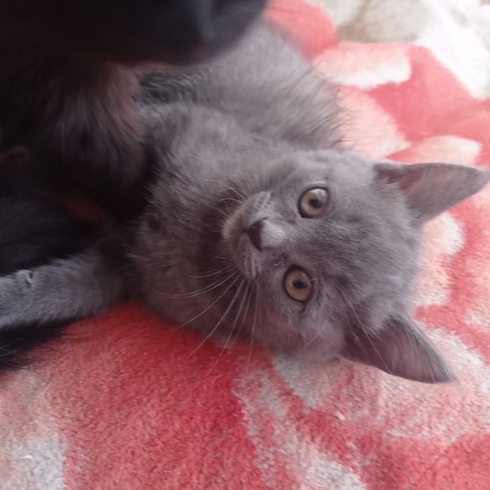 Отдам котят бесплатно