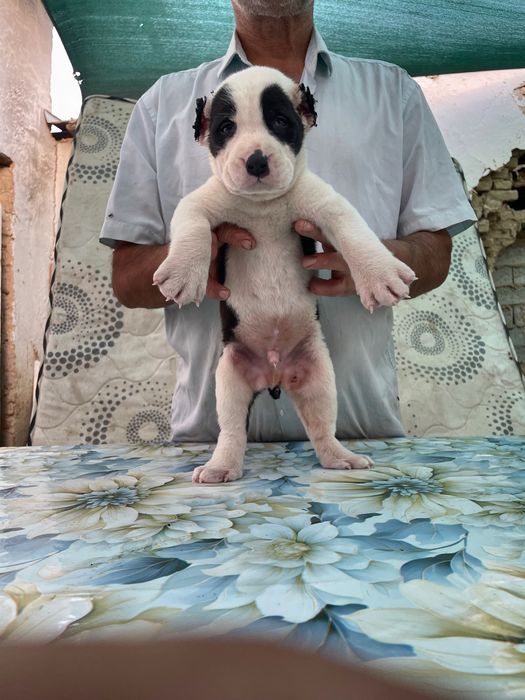 Щенок Алабая ( туркменский ) чистокровный )