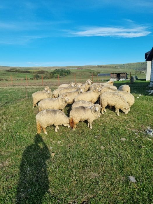 De vânzare Mieluțe