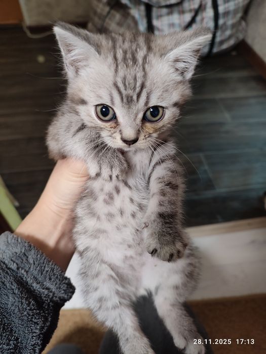 Отдам в добрые руки