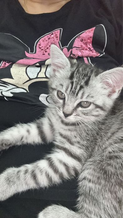 Продается Котенок