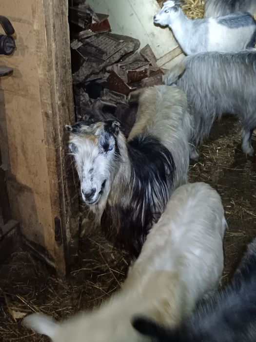 Capre carpatine tinere