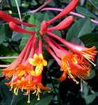 Lonicera rosie Dropmore Scarlet 80cm