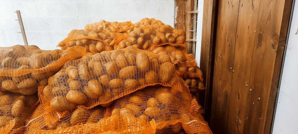 Cartofi de consum alb  Captiva, si rosu sunred egalizat