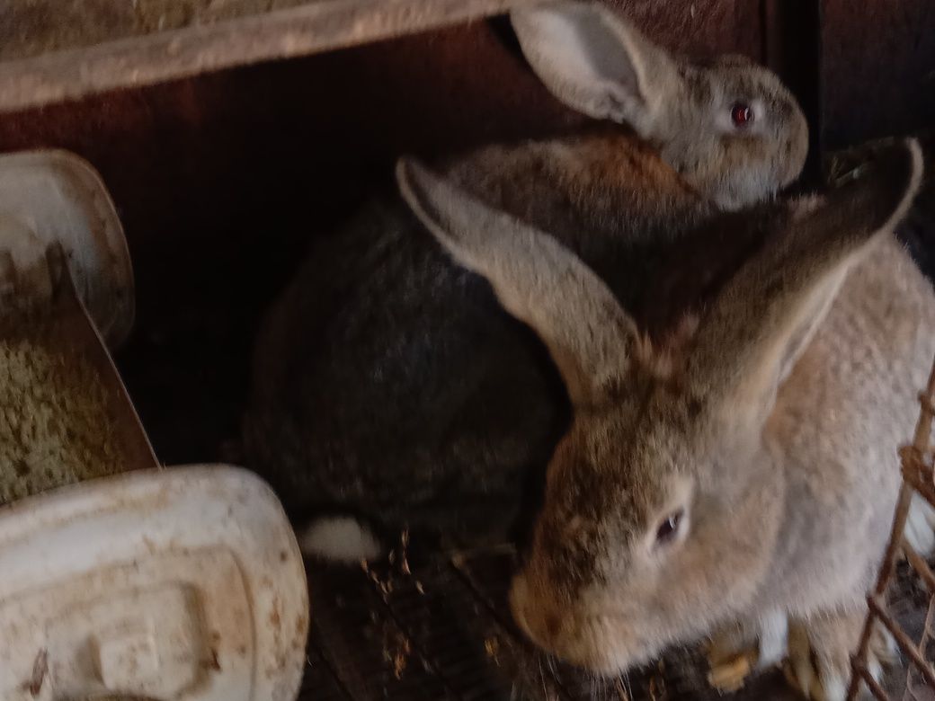 Продам молодых крольчат породы Фландр все прививки зделаны кролики здо