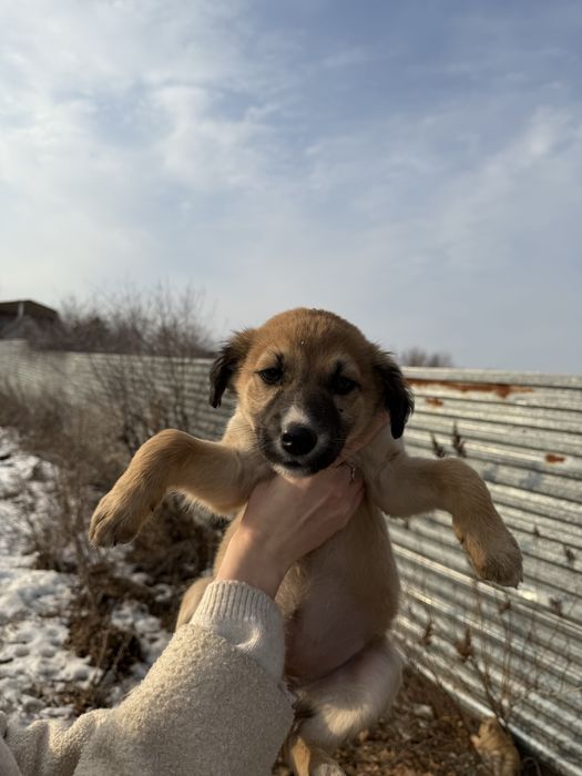 Щенята в добрые руки