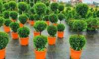 Plante Ornamentale Tuia Smaragd
