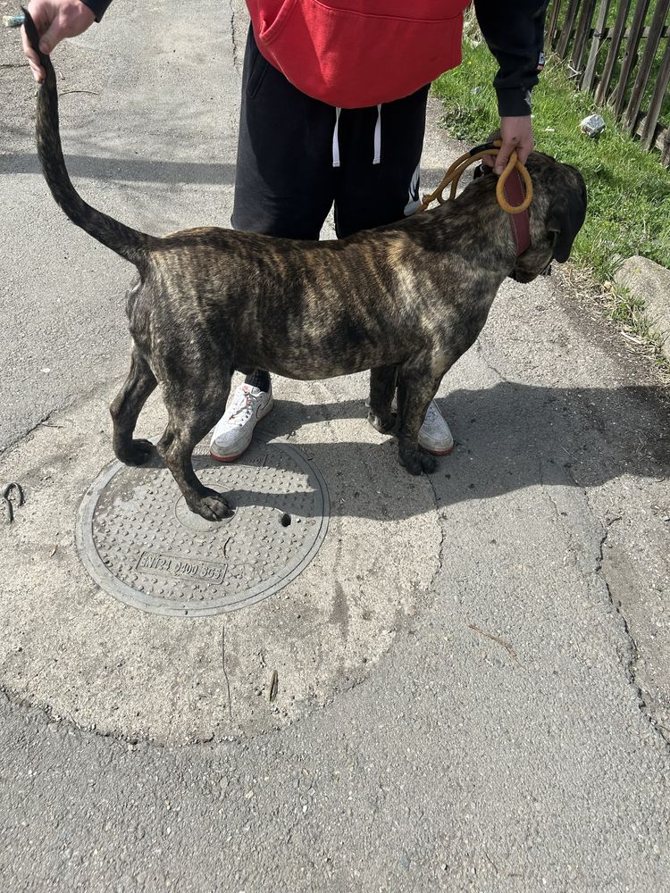 Vand mascul presa canario