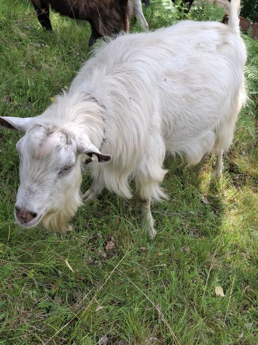 Vând țap sau dau la schimb pe o capra