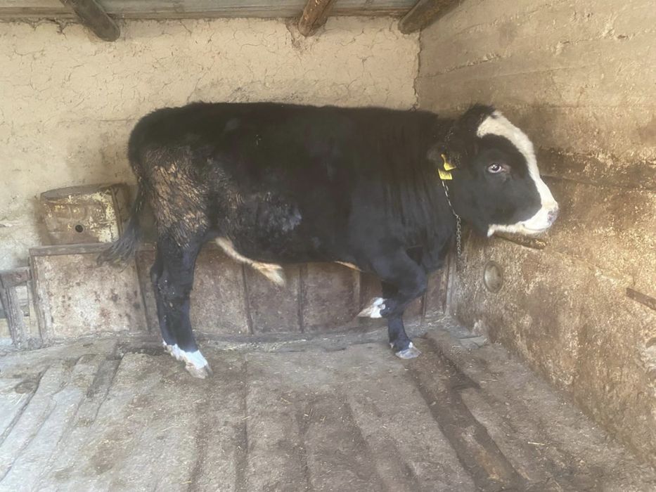 Бұқа сатылады. Бычок