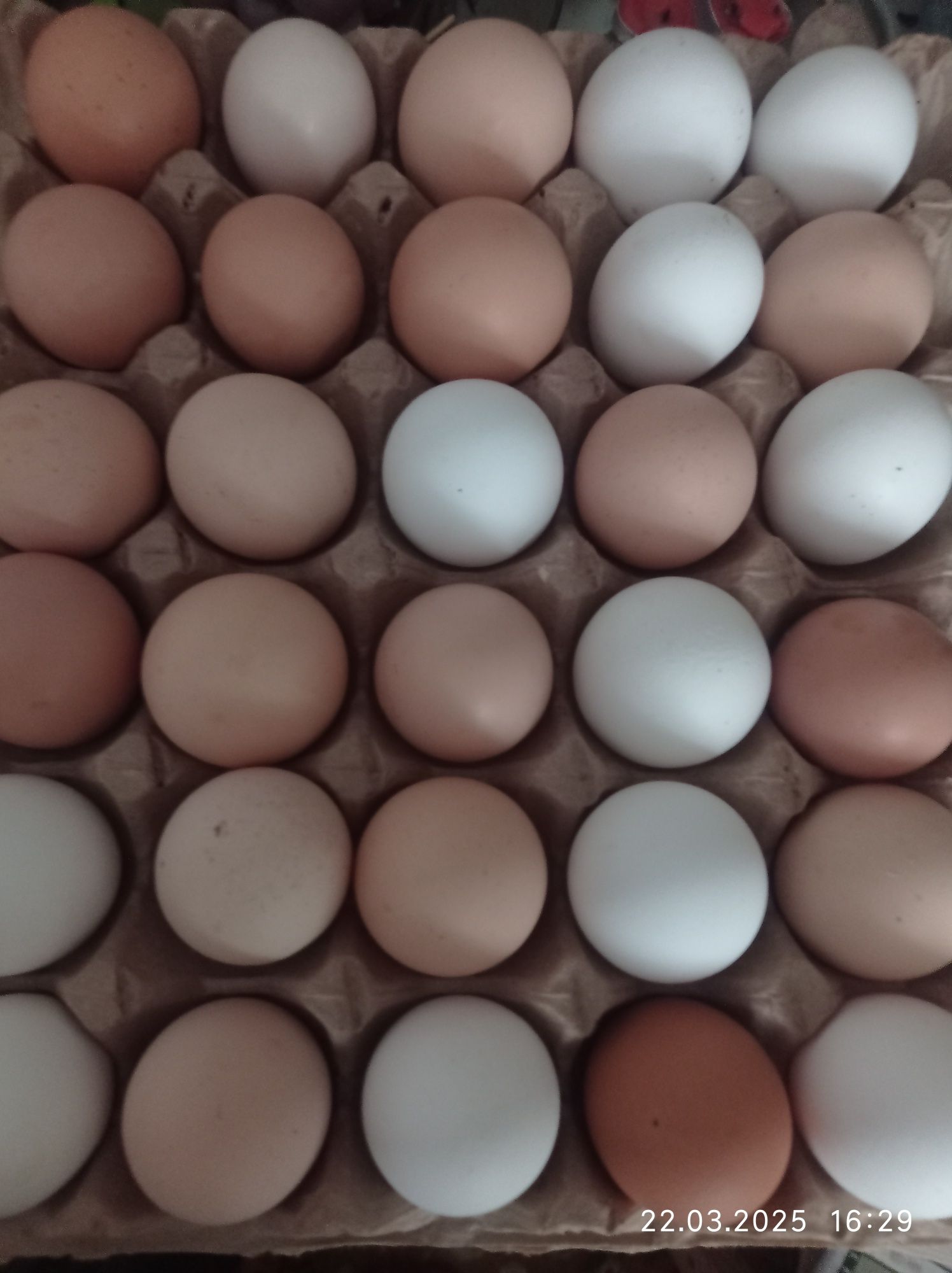 Продам яйца домашние