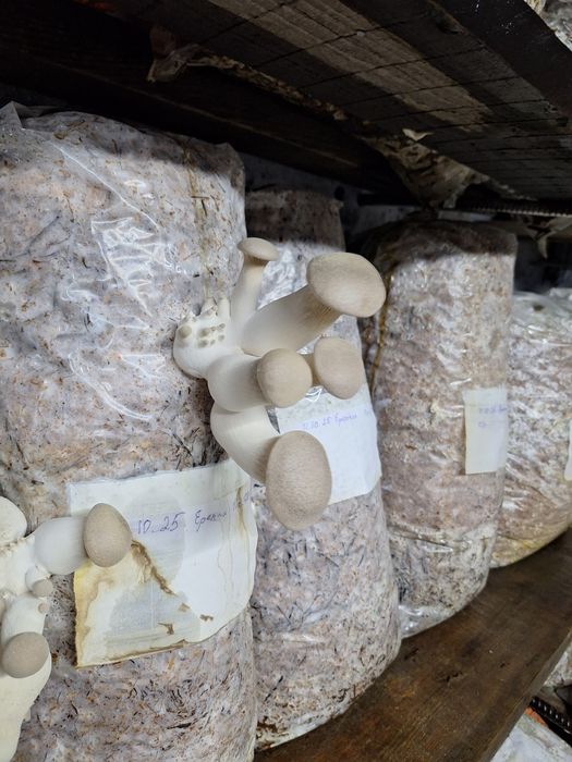 Грибы Эринги (Королевские вешенки),  свежие.