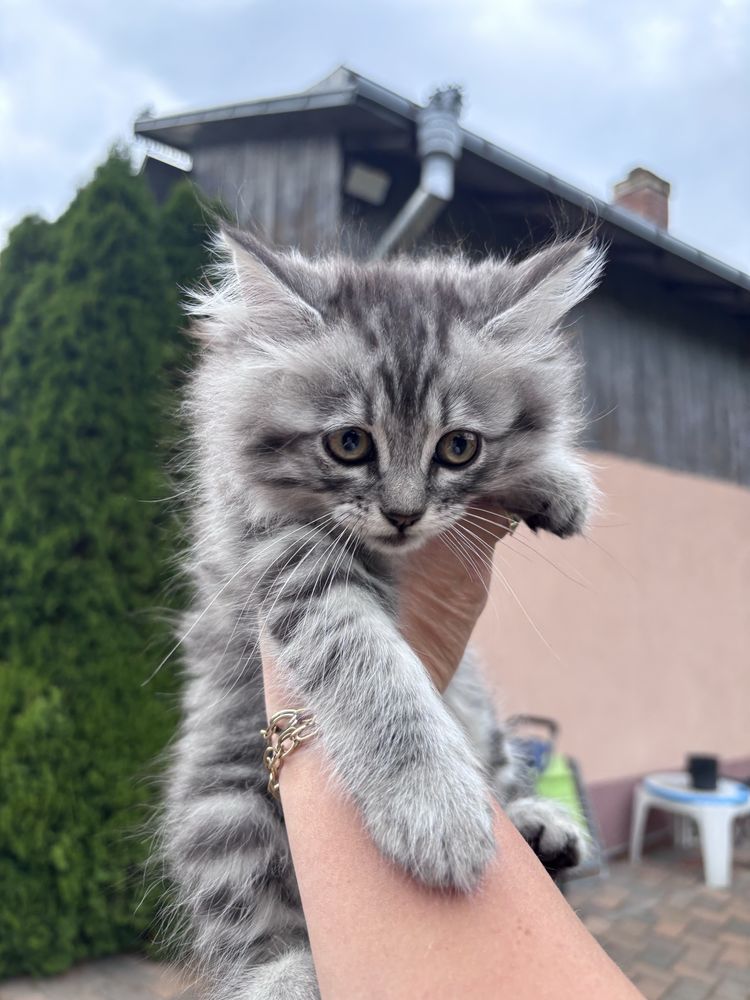 Pisicuta British Shorthair tabby
