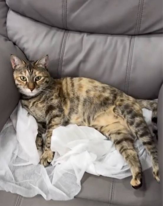 Пропала кошечка Зухра на чиланзаре. Помогите найти!