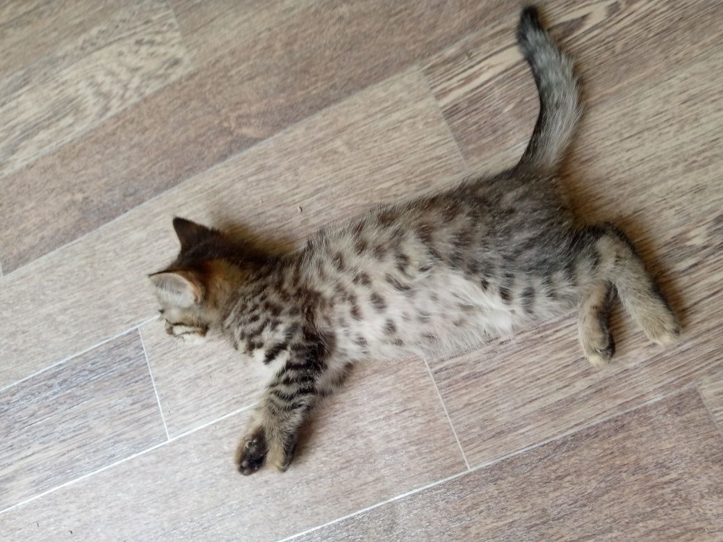 Отдаём котят в хорошие руки