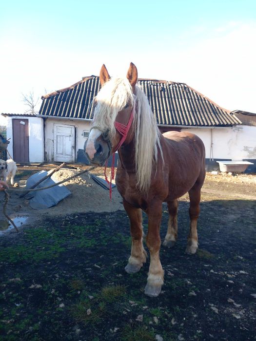 Vând sau schimb un armăsar