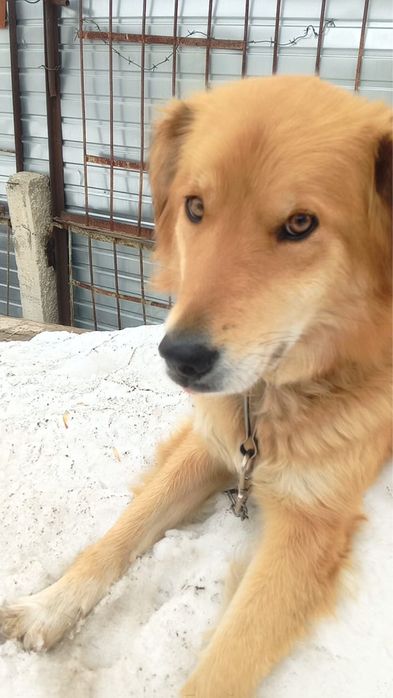 Собака чипирована, стерилизована ищет нового хозяина