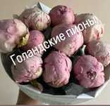 Пионы шикарные голандские