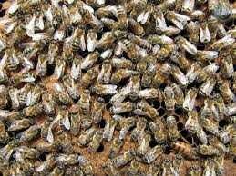 Продажа Пчёлы, Пчёлопакеты, Карника семьи перезимовавшие