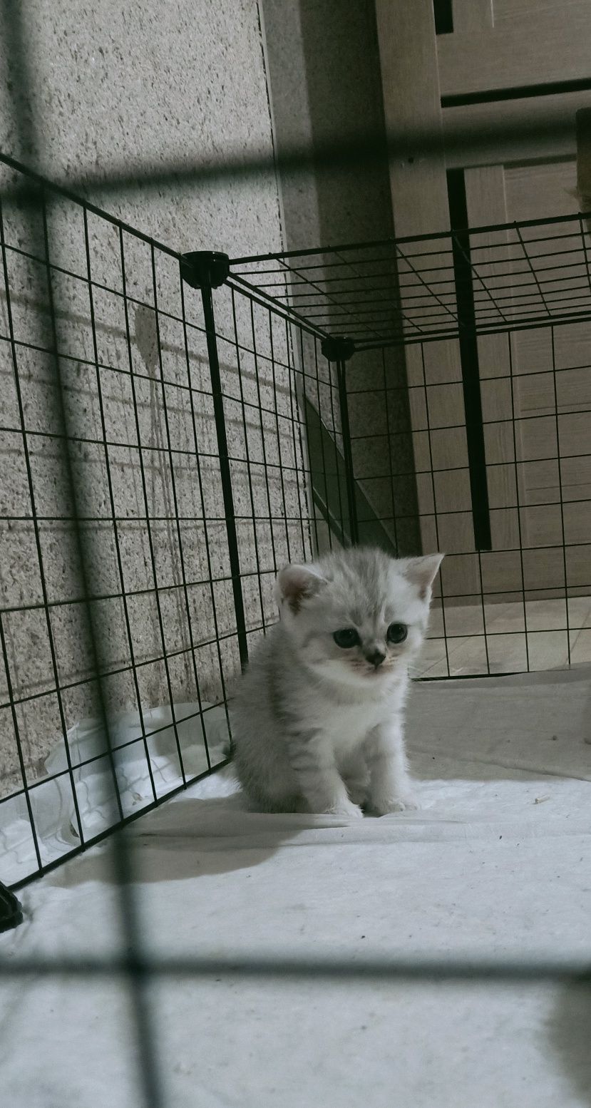 Продам котят:Скотиш фолд и Скотиш страйт