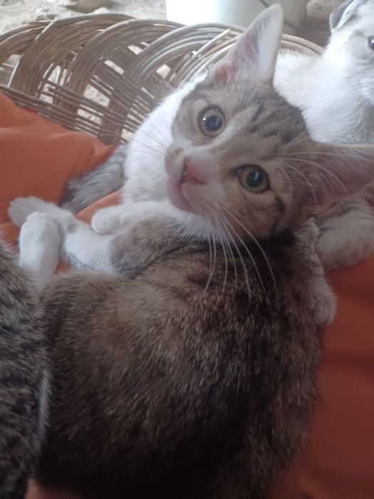 Pisicuti mici (aprox. 3 luni)