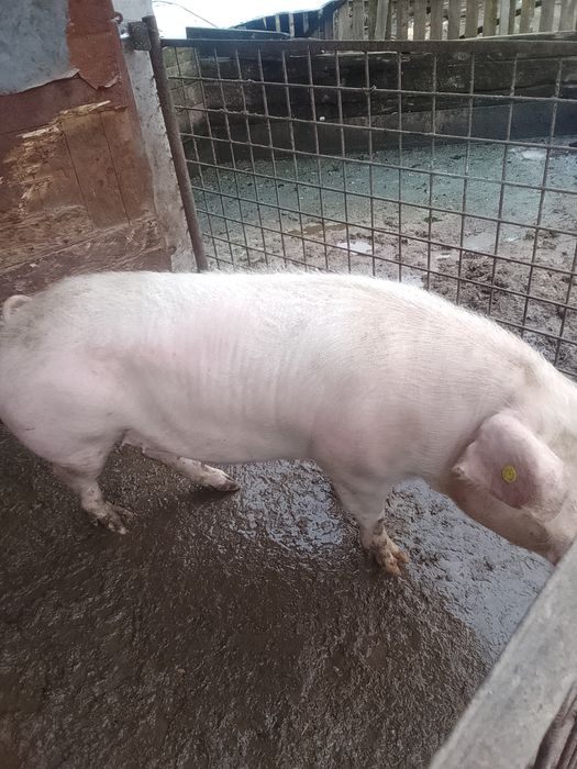 Vând una din două la alegere