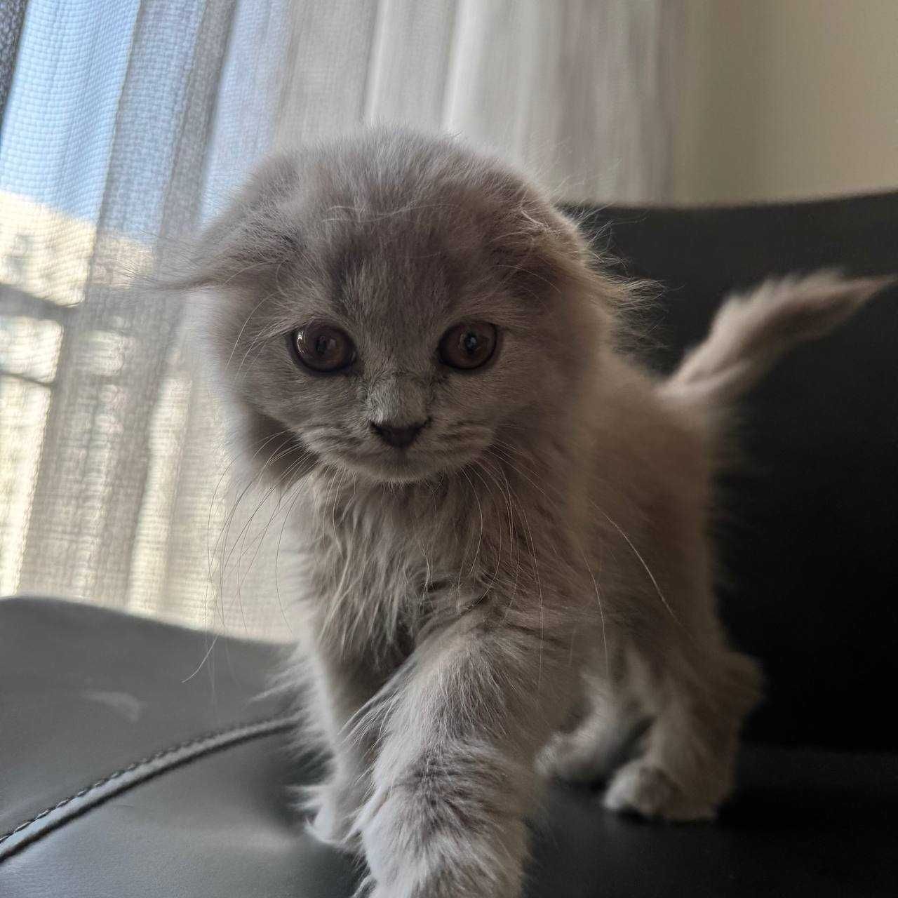 Продаётся котёнок скоттиш фолд — девочка, 2,5 месяца, нежная и игривая
