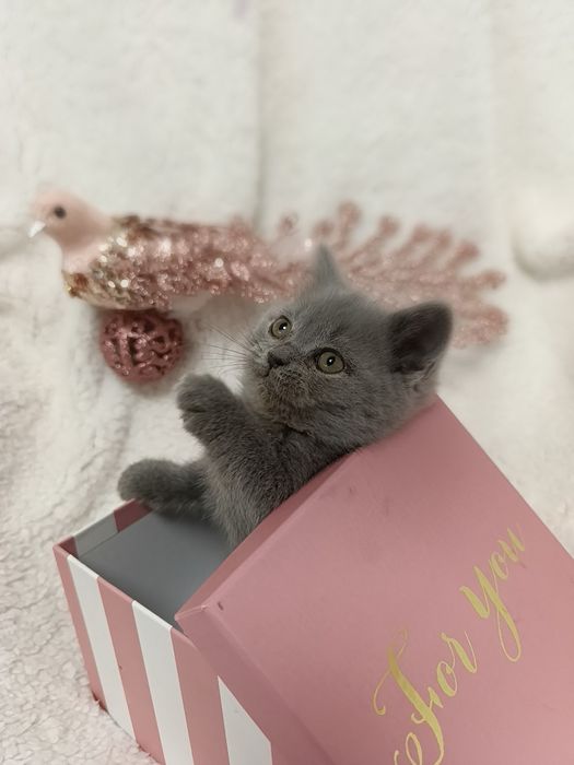 Pui fetiță British Shorthair ORADEA