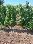 Vând struguri pt vin