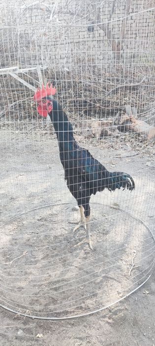 shalpan tozasi bola joja