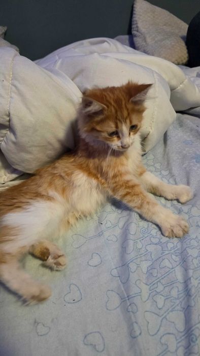 Подарявам две котета