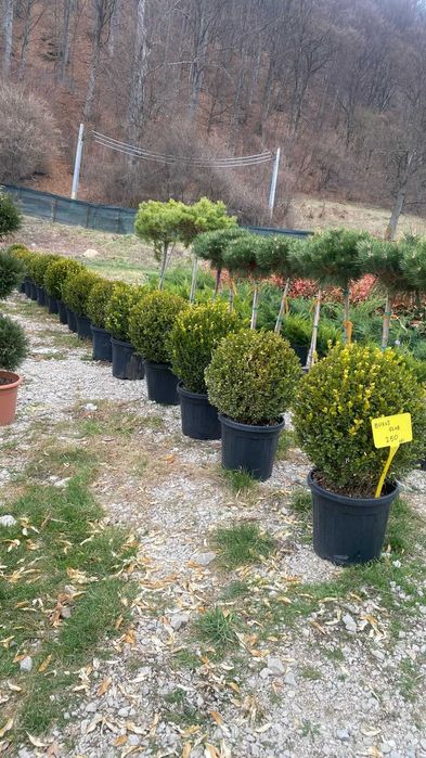 Plante ornamentale variate pentru grădini armonioase