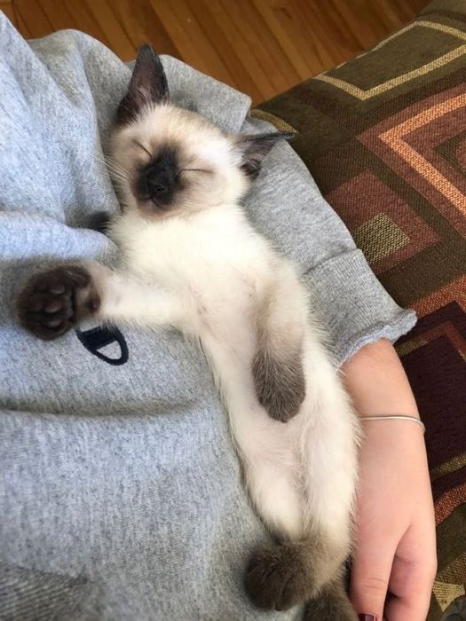 Сиамские котята