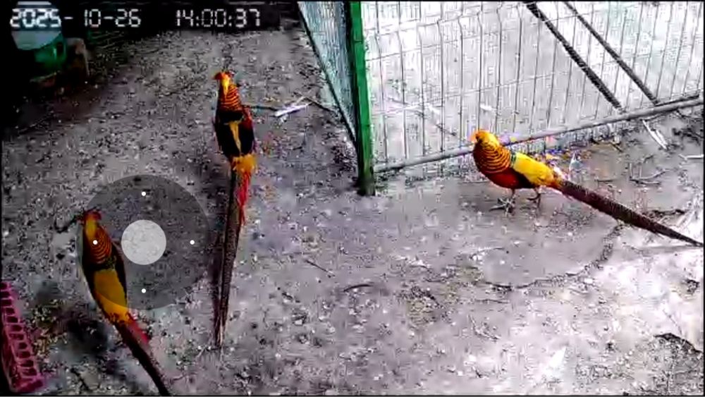 pui de fazari auriu pe rosu