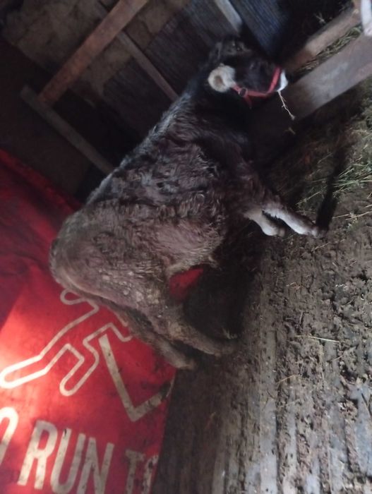 Vând Tauras 4 luni jumate