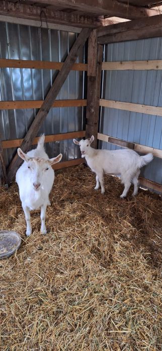 Capre carpatine de vanzare