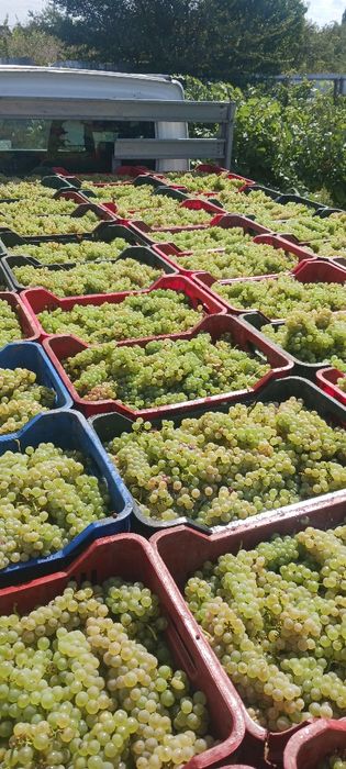 Struguri pentru un vin excepțional