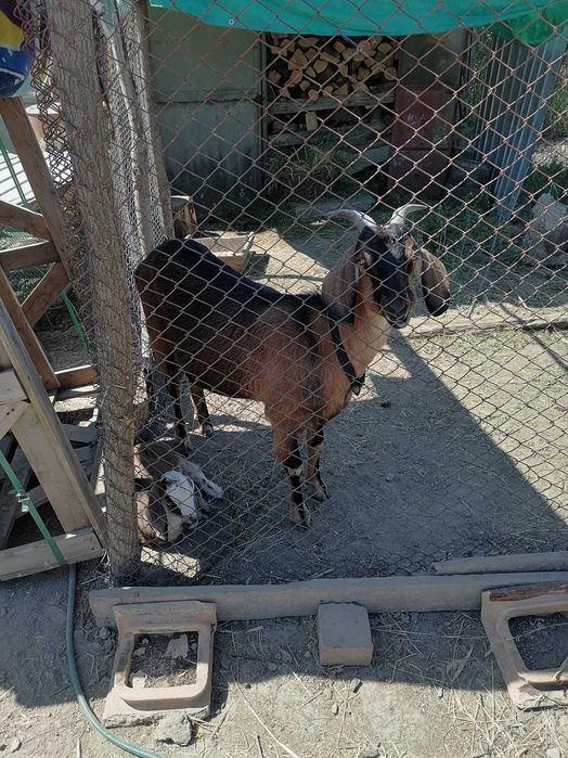 Vând capre Anglo-Nubian