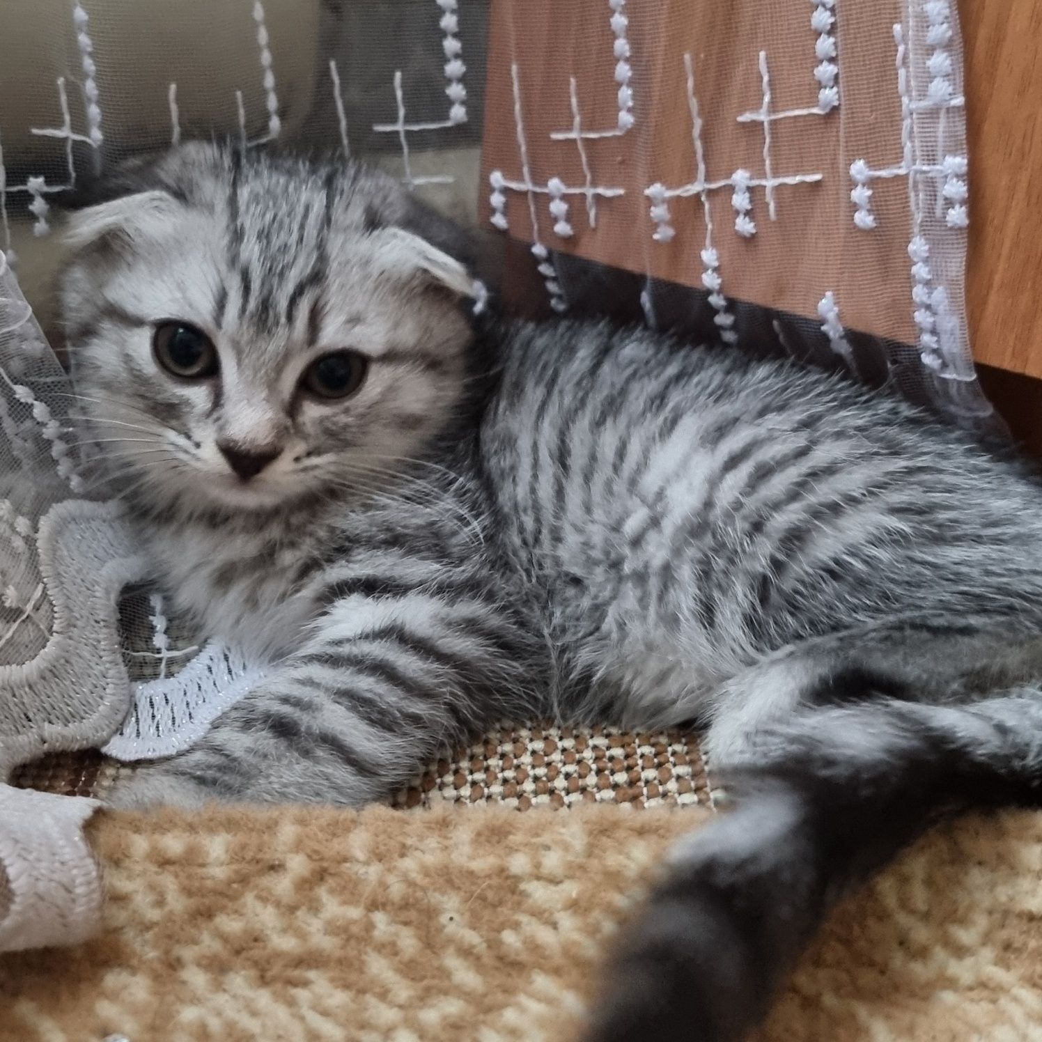 Котята вислоухие