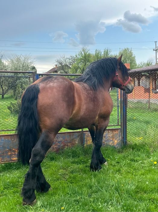 Armasar de 4 ani sange rece unguresc cu pedigree