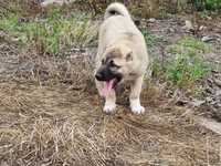 Disponibil pui kangal