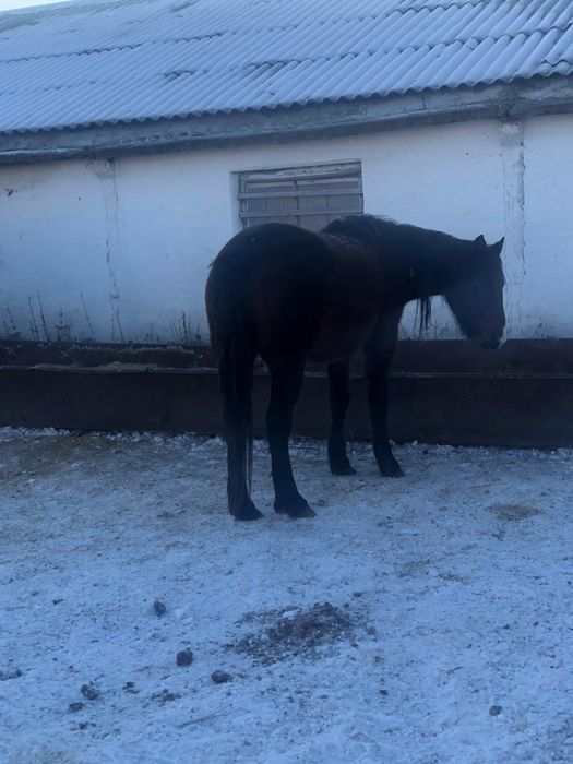 Лошадь на согым и не только откормленный