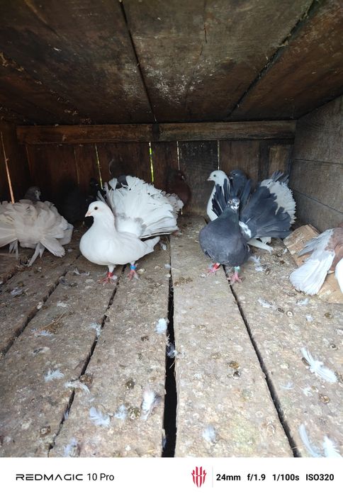 Vand Porumbei voltați